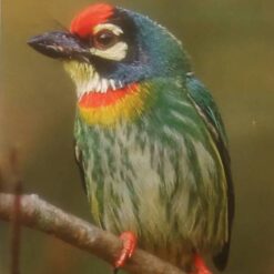 คู่มือ BCST Basic Bird Guide (Free)
